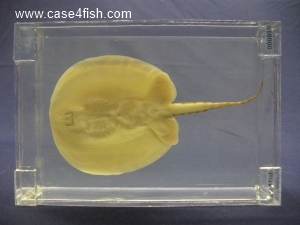 Foto Galerie/Myliobatiformes/Potamotrygon sp/Potamotrygon sp_02_S.jpg